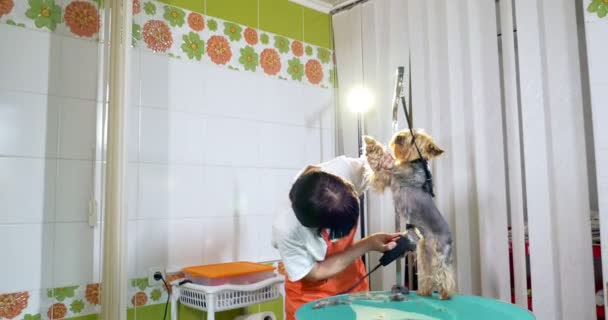 Уход за собаками в салоне. Профессиональный парикмахер. Красивая молодая женщина делает прическу для собаки — стоковое видео