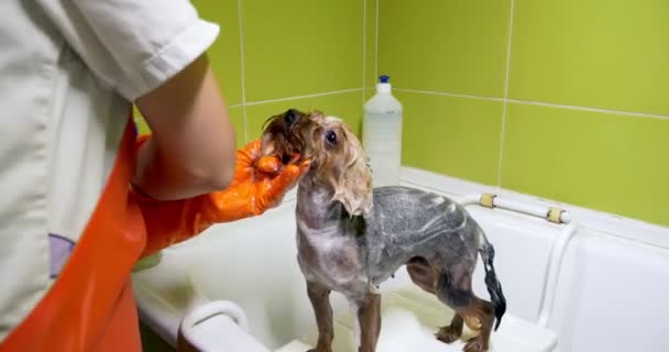 ทําความสะอาดสุนัขในร้านเสริมสวย ช่างตัดขนสุนัขมืออาชีพ สาวสวยทําทรงผมสําหรับสุนัข — วีดีโอสต็อก