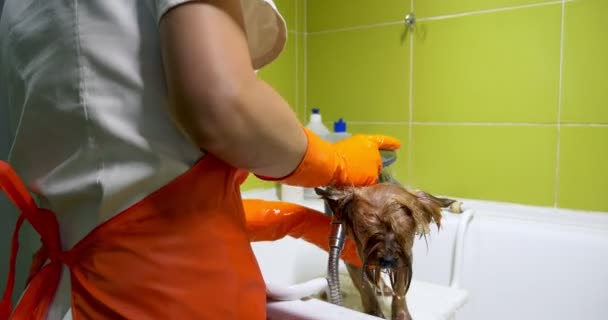 Preparação de cães no salão. Tratador de cães profissional. Mulher bonita fazendo penteado para o cão — Vídeo de Stock