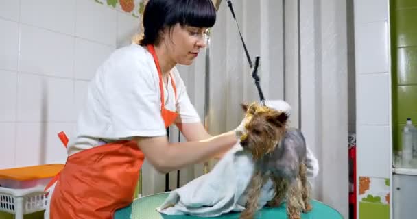 Aseo de perros en el salón. Peluquero profesional para perros. Hermosa joven mujer haciendo peinado para perro — Vídeos de Stock