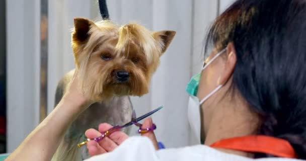 Aseo de perros en el salón. Peluquero profesional para perros. Hermosa joven mujer haciendo peinado para perro — Vídeos de Stock