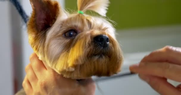 Aseo de perros en el salón. Peluquero profesional para perros. Hermosa joven mujer haciendo peinado para perro — Vídeo de stock