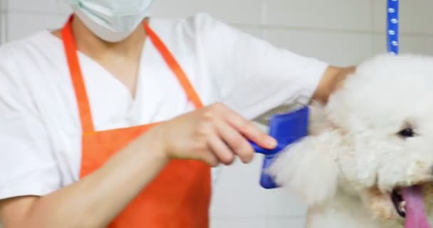 Kutyakozmetika a szalonban. Profi kutya igényes. Gyönyörű fiatal nő hogy frizurát a kutya — Stock videók
