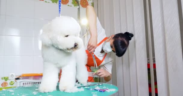 Toelettatura di cane in salone. Un toelettatore professionista. Bella giovane donna che fa acconciatura per cane — Video Stock