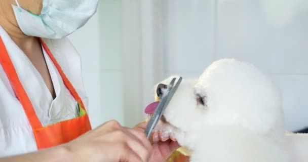 Догляд за собакою в салоні. Професійний собачий грумер. Красива молода жінка робить зачіску для собаки — стокове відео