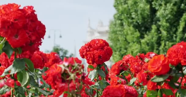 Röda rosor i Volksgarten Wien. Gammal byggnad i bakgrunden — Stockvideo