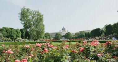 Volksgarten Viyana'da kırmızı güller. Arka planda eski bina