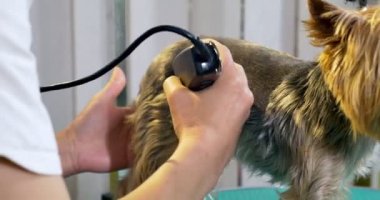 Kuaförde köpek tımarı. Profesyonel köpek bakıcısı. Güzel genç kadın köpek için saç modeli yapma