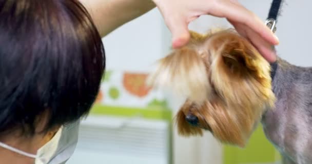 Hond grooming in salon. Professionele hond groomer. Mooie jonge vrouw maken kapsel voor hond — Stockvideo