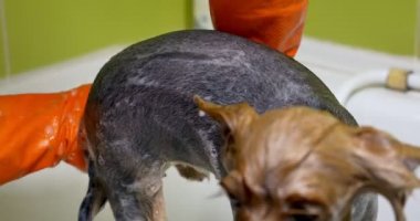 Kuaförde köpek tımarı. Profesyonel köpek bakıcısı. Güzel genç kadın köpek için saç modeli yapma
