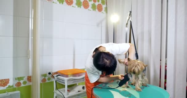 Hund grooming i salongen. Professionell hund groomer. Vacker ung kvinna gör frisyr för hund — Stockvideo