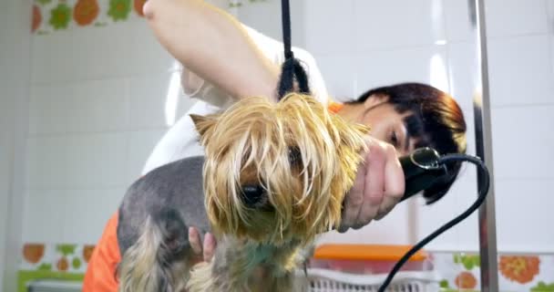 Pies uwodzenie w salonie. Profesjonalny pies Groomer. Piękna młoda kobieta robi fryzurę dla psa — Wideo stockowe