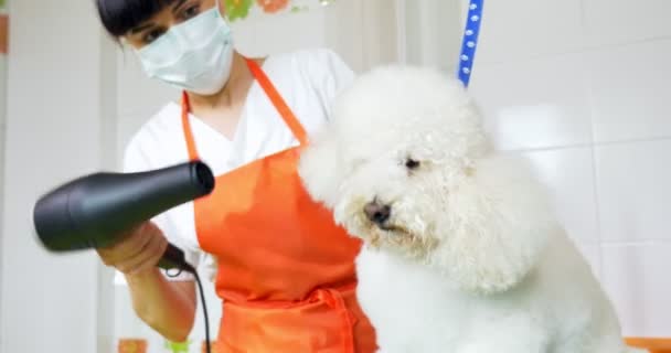 Hond grooming in salon. Professionele hond groomer. Mooie jonge vrouw maken kapsel voor hond — Stockvideo