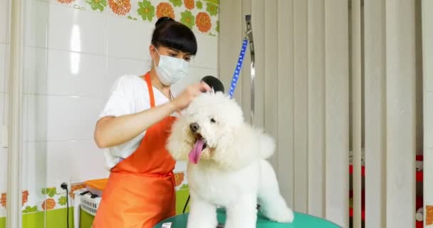 Preparação de cães no salão. Tratador de cães profissional. Mulher bonita fazendo penteado para o cão — Vídeo de Stock
