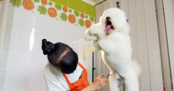 Hond grooming in salon. Professionele hond groomer. Mooie jonge vrouw maken kapsel voor hond — Stockvideo