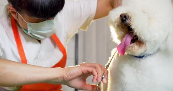 Hond grooming in salon. Professionele hond groomer. Mooie jonge vrouw maken kapsel voor hond — Stockvideo