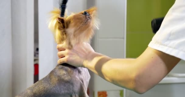 Hond grooming in salon. Professionele hond groomer. Mooie jonge vrouw maken kapsel voor hond — Stockvideo