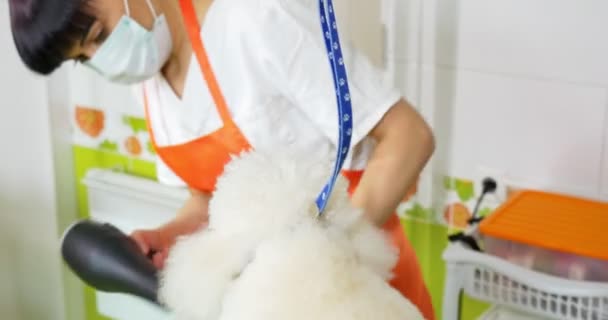 Hond grooming in salon. Professionele hond groomer. Mooie jonge vrouw maken kapsel voor hond — Stockvideo