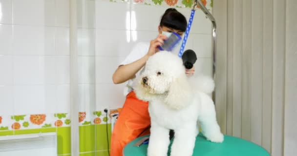 Уход за собаками в салоне. Профессиональный парикмахер. Красивая молодая женщина делает прическу для собаки — стоковое видео