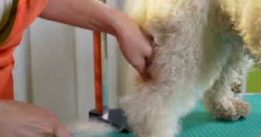 Kuaförde köpek tımarı. Profesyonel köpek bakıcısı. Güzel genç kadın köpek için saç modeli yapma