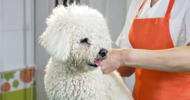 Preparação de cães no salão. Tratador de cães profissional. Mulher bonita fazendo penteado para o cão — Vídeo de Stock