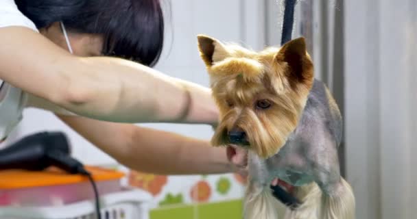 Aseo de perros en el salón. Peluquero profesional para perros. Hermosa joven mujer haciendo peinado para perro — Vídeos de Stock