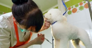 Kuaförde köpek tımarı. Profesyonel köpek bakıcısı. Güzel genç kadın köpek için saç modeli yapma