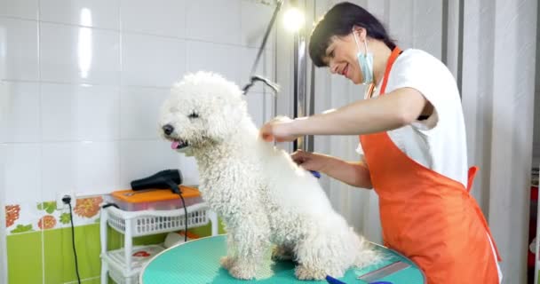 Preparação de cães no salão. Tratador de cães profissional. Mulher bonita fazendo penteado para o cão — Vídeo de Stock