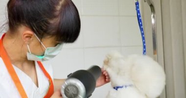 Kuaförde köpek tımarı. Profesyonel köpek bakıcısı. Güzel genç kadın köpek için saç modeli yapma