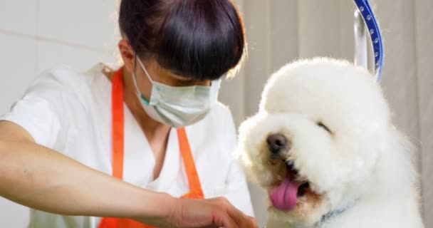 Aseo de perros en el salón. Peluquero profesional para perros. Hermosa joven mujer haciendo peinado para perro — Vídeos de Stock