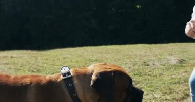 Mutlu genç bayan çimenlerde köpekle oynayıp koşuyor. Evcil hayvanla aşk ve arkadaşlık