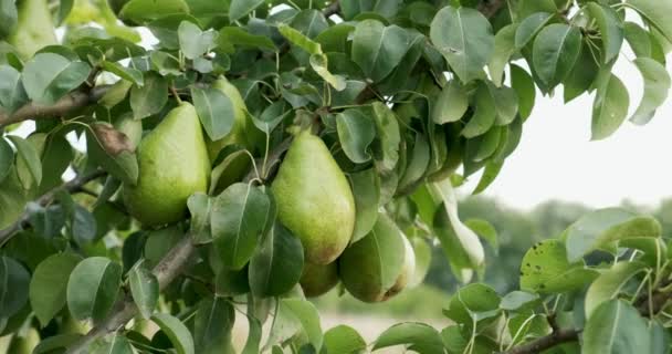 Peras colgando de las ramas de los árboles. Buena cosecha en el jardín — Vídeos de Stock