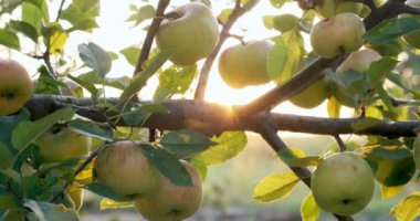 Elmalar güneş ışığında ağaç dallarında asılı. Bahçede iyi hasat var.