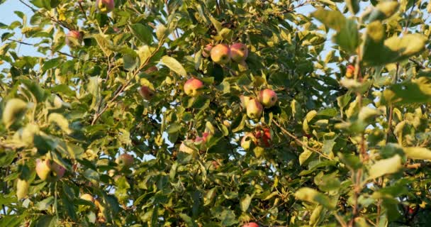 Elmalar güneş ışığında ağaç dallarında asılı. Bahçede iyi hasat var. — Stok video