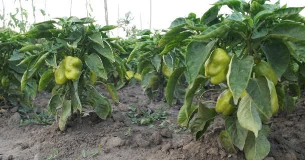 Grüner Paprika wächst im Garten bei der Landwirtschaft — Stockvideo