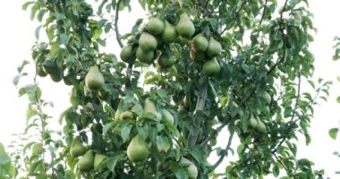 Ağaç dallarına asılmış armutlar. Bahçede iyi hasat var.