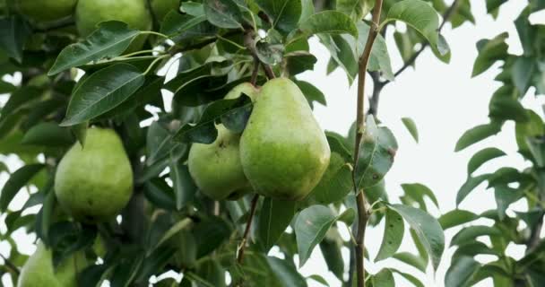 Peren hangen aan de takken van de boom. Goede oogst in de tuin — Stockvideo