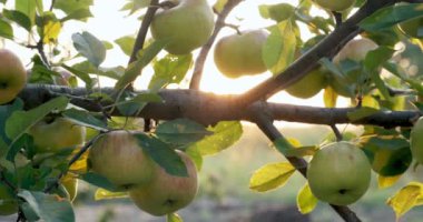 Elmalar güneş ışığında ağaç dallarında asılı. Bahçede iyi hasat var.