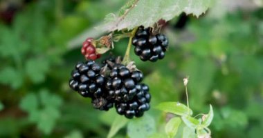 Böcekli dallarda taze böğürtlen