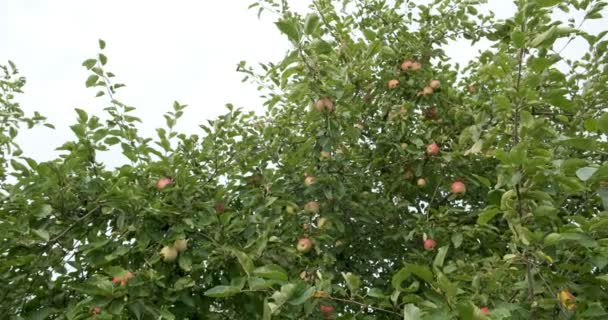 Des pommes accrochées aux branches des arbres. Bonne récolte dans le jardin — Video