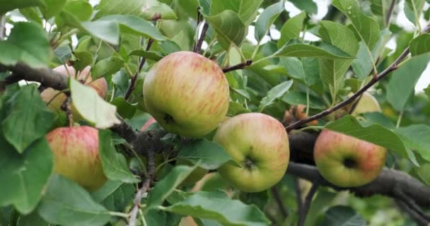 Яблоки висят на ветвях деревьев. Хорошая урожайность в саду — стоковое видео