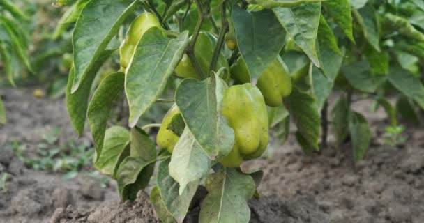 Pimentos verdes que crescem no jardim na agricultura — Vídeo de Stock