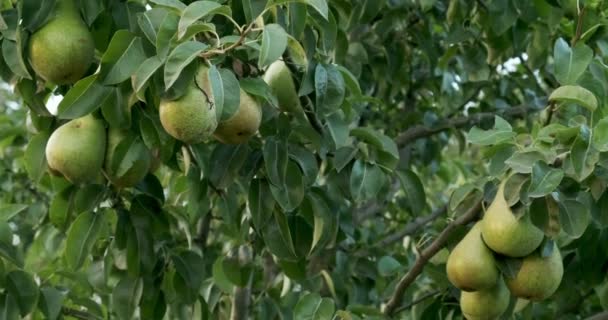 Peras colgando de las ramas de los árboles. Buena cosecha en el jardín — Vídeos de Stock