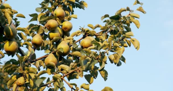 Birnen hängen im Sonnenlicht an den Ästen. Gute Ernte im Garten — Stockvideo