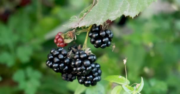 Frutos de amora-preta frescos em ramos com inseto — Vídeo de Stock