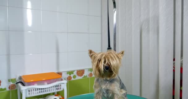 Hund im Pflegesalon auf professionellem Tisch. vor dem Verfahren — Stockvideo