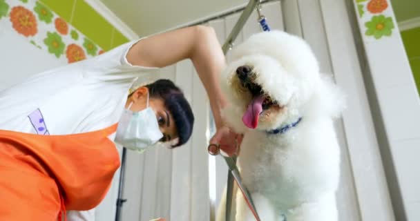 Hund grooming i salongen. Professionell hund groomer. Vacker ung kvinna gör frisyr för hund — Stockvideo