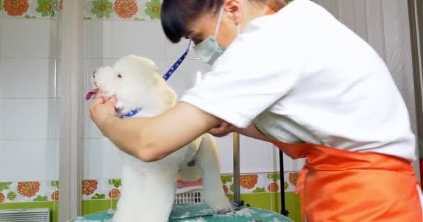 Hond grooming in salon. Professionele hond groomer. Mooie jonge vrouw maken kapsel voor hond — Stockvideo