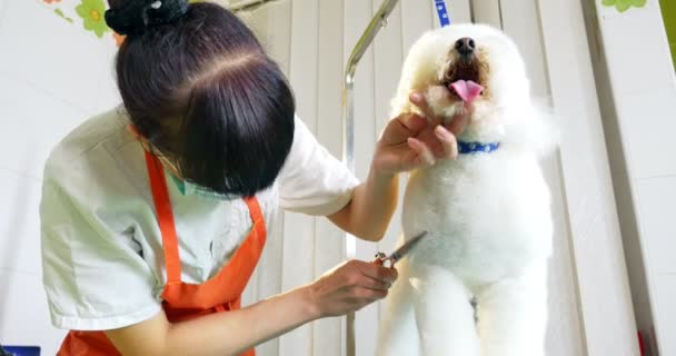 Aseo de perros en el salón. Peluquero profesional para perros. Hermosa joven mujer haciendo peinado para perro — Vídeos de Stock