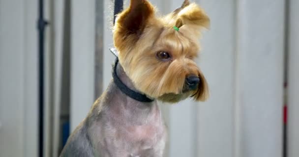 Собака в парикмахерской на профессиональном столе — стоковое видео